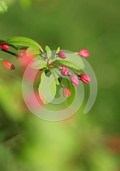 The cherry blossom flowers in spring sunshine macro shot