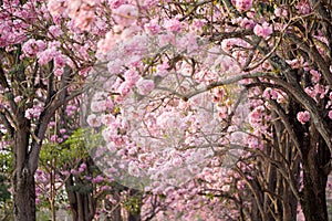 Cherry Blossom Flowers at Springtime