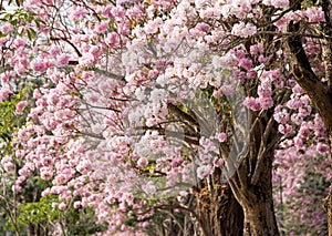 Cherry Blossom Flowers at Springtime