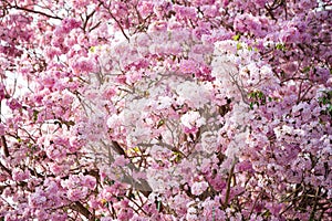 Cherry Blossom Flowers at Springtime