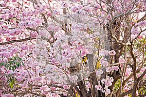 Cherry Blossom Flowers at Springtime