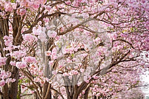 Cherry Blossom Flowers at Springtime