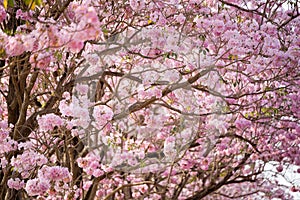 Cherry Blossom Flowers at Springtime