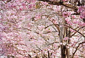 Cherry Blossom Flowers at Springtime