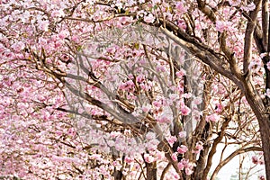 Cherry Blossom Flowers at Springtime