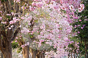 Cherry Blossom Flowers at Springtime