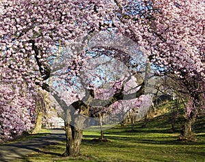 Cherry Blossom Forest