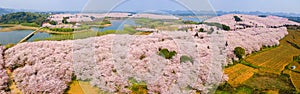 The cherry blossom forest covers the land