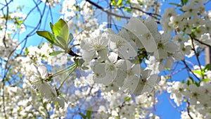 Cherry blossom in front of a clear blue sky. White spring flowers, blooming branch with green leaves. Delicate sakura flowers
