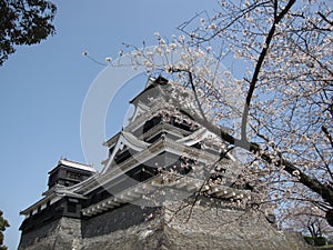 Cherry blossom in front of Japanese castle