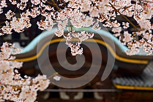 Cherry blossom in front of Todai Temple, Nara, Japan