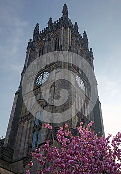 Cherry blossom in front of the tower of leeds minster formerly the parish church in springtime