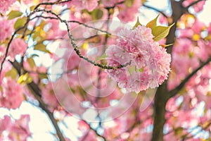 Cherry blossom in full bloom. Cherry flowers in small clusters on a cherry tree branch, fading in to white. Shallow depth of field