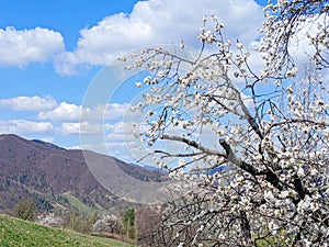 Cherry blossom in full bloom. Cherry flowers in small clusters on a cherry tree in the forest