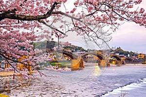 Cherry blossom Full Bloom at Kintaikyo Bridge