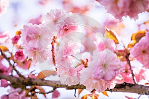 Cherry blossom in full bloom, sakura. Flowers detail