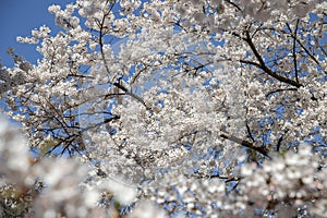 Cherry blossom in full bloom in springtime with blue sky.