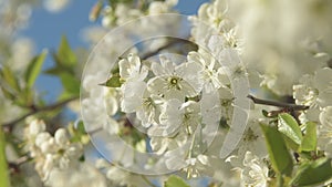 Cherry blossom in full blum against ib the garden. Nature concept. Spring garden. Hello spring.