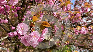 Cherry blossom fullbloom in spring season on nature background close-up