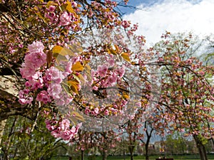 Cherry blossom fullbloom in spring season on nature background close-up