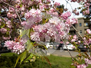 Cherry blossom fullbloom in spring season on nature background close-up