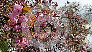 Cherry blossom fullbloom in spring season on nature background close-up