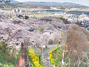 Cherry blossom in Funaoka Joshi Park in Miyagi prefecture, Japan