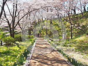 Cherry blossom in Funaoka Joshi Park in Miyagi prefecture, Japan