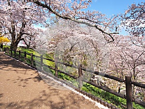 Cherry blossom in Funaoka Joshi Park in Miyagi prefecture, Japan photo