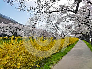 Cherry Blossom in the Funaoka Joshi Park, Sendai, Miyagi, Japan photo