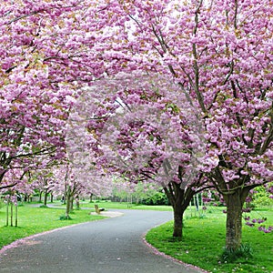 Cherry Blossom in a Garden
