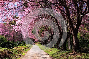 Cherry blossom garden