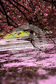 Cherry blossom garden full of love