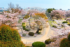 Cherry blossom garden with full of sakura in Hanami festival in
