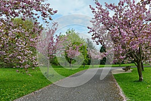 Cherry Blossom Garden Path in Spring