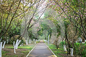 Cherry Blossom Garden Path in Spring
