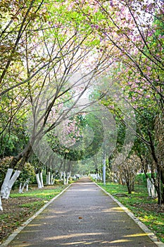 Cherry Blossom Garden Path in Spring