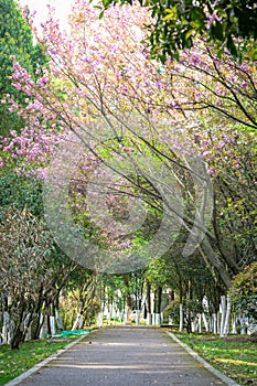 Cherry Blossom Garden Path in Spring