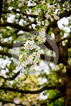 Cherry Blossom in a garden in Prague in the Czech Republic