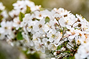 Cherry blossom in the garden, white flowers bloom in the trees, soft focus, closeup