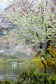 Cherry blossom in gardent from Hallstatt Bahnhst