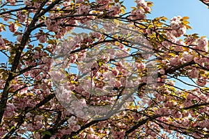 Cherry blossom in Georges Brassens Public Park in Paris