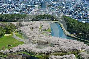 Cherry blossom of Goryokaku Park, Hakodate, Japan