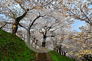 Cherry blossom of Goryokaku Park, Hakodate, Japan