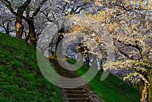 Cherry blossom of Goryokaku Park, Hakodate, Japan