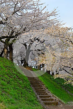 Cherry blossom of Goryokaku Park, Hakodate, Japan