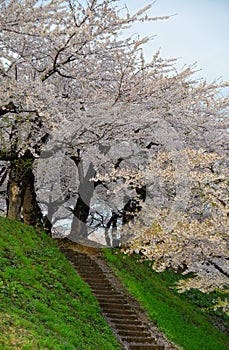 Cherry blossom of Goryokaku Park, Hakodate, Japan