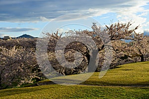 Cherry blossom of Goryokaku Park, Hakodate, Japan