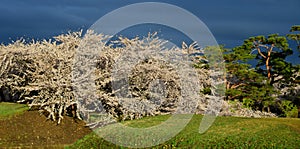 Cherry blossom of Goryokaku Park, Hakodate, Japan