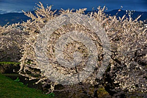 Cherry blossom of Goryokaku Park, Hakodate, Japan